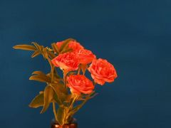 -六阅·福十 FORTEN 海景咖啡西餐厅(双廊古镇店)