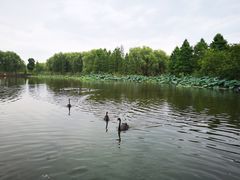 -长兴太湖图影湿地文化园