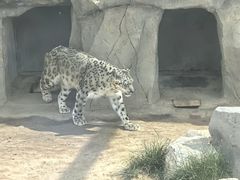 -青藏高原野生动物园