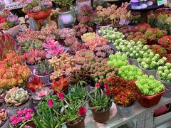 -花鸟鱼虫鲜花绿植市场(玉泉路店)