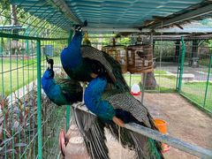 -西双版纳融创皇冠假日度假酒店