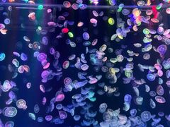 -海合安成都极地海洋公园
