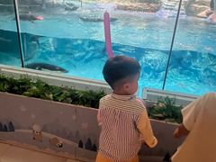 -帝企鹅自助餐厅•儿童岛•真企鹅(长隆企鹅酒店)