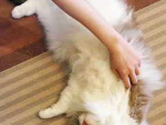 -MOCHA明星猫咖(田子坊店)