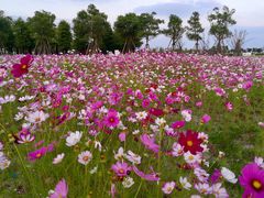 -春花秋色城市公园