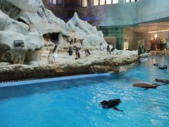 -帝企鹅自助餐厅•儿童岛•真企鹅(长隆企鹅酒店)