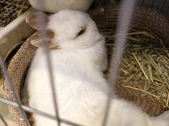 -吉丁鸟咖·异宠·寄养