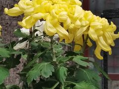 -味先肠粉(康王南店)