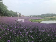 -大塘金香草谷