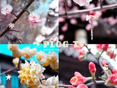 -香雪海