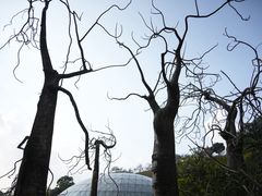 -深圳仙湖植物园