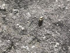 -雁荡山三折瀑景区