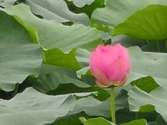 -荷塘月色湿地公园·向阳花洲