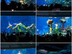 -海合安武汉极地海洋公园