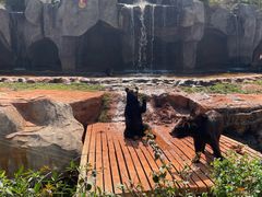 -海南热带野生动植物园