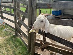 -前小桔亲子创意农场·草莓采摘·露营烧烤