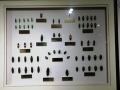 -上海昆虫博物馆
