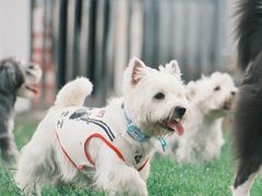 -趣多多宠物公园·宠物训犬学校·宠物寄养