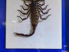 -上海昆虫博物馆