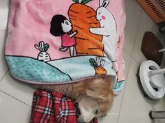 -利又安动物医院··老年病·猫科犬科·中兽医
