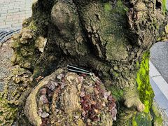 -西区老大房(愚园路店)