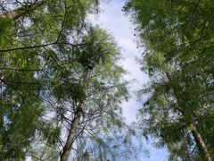 -广州市帽峰山景区