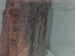 -中国第四纪冰川遗迹陈列馆