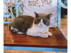 -共舞时光猫咖·狗咖(新街口店)