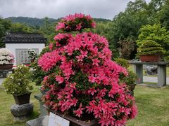 -杭州植物园