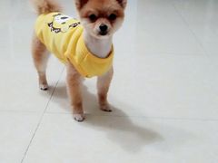 -翊宠yipet猫狗购宠庄园犬舍•猫舍