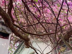 -深圳国际园林花卉博览园