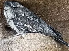 -新加坡飞禽公园