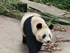 -都江堰中华大熊猫苑