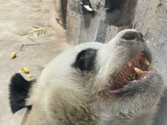 -栾川竹海野生动物园