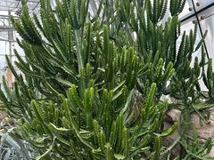 -北京植物园-展览温室