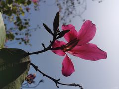 -海珠湖公园