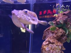 -太平洋海底世界