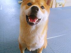 -柴源莊·柴小宠柴犬咖啡