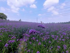 -紫颐香薰山谷景区