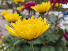 -共青国家森林公园-南大门停车场