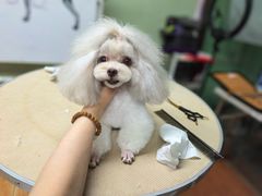 -鑫艺宠物美容培训学校