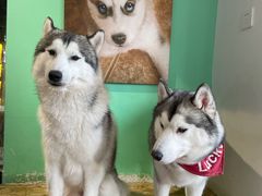 -Husky Go! 哈士奇体验馆·宠物咖啡厅狗咖