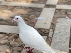 -昆明动物园
