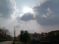 -大塘金香草谷