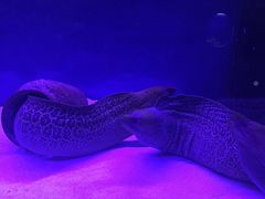 -沙沙哗啦海洋馆(华宇百花谷店)