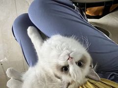-lincat·猫舍(广州店)