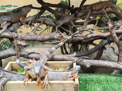 -广州长隆野生动物世界