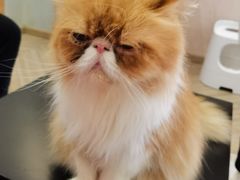 -酷豆宠物咖啡·宠物美食·撸猫馆