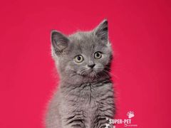 -超宠爱宠物摄影-Super pet