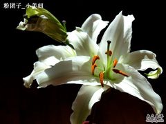 -FEI FEI FLOWER鲜花店·气球派对·宝宝宴布置(虹口德必运动Loft店)
